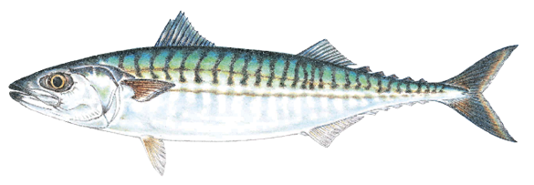 Illustration of an Atlantic mackerel, a fast-swimming saltwater fish found in Massachusetts, known for its iridescent blue-green back, wavy black stripes, and forked tail.