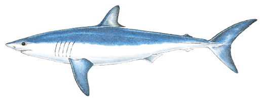 Illustration of a shortfin mako shark, a fast-swimming predator found in offshore Massachusetts waters, recognized by its pointed snout, deep blue back, and crescent-shaped tail.