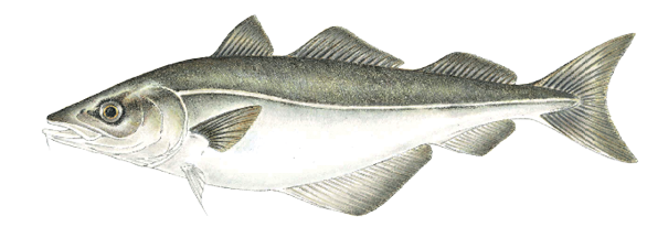 Illustration of a pollock, a schooling saltwater fish found in Massachusetts, featuring a sleek dark back, silvery sides, three dorsal fins, and a small chin barbel.
