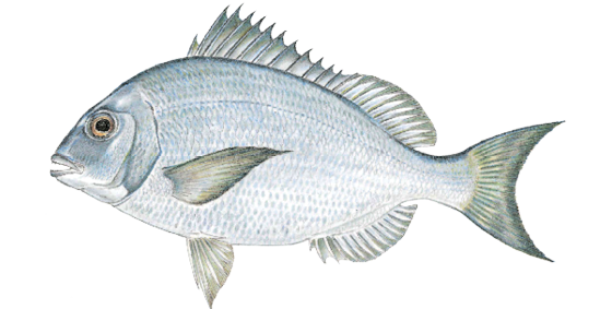 Illustration of a scup, a common saltwater fish in Massachusetts waters, recognized by its deep, laterally compressed body and sharp dorsal spines. Popular among recreational anglers for its abundance and mild flavor.