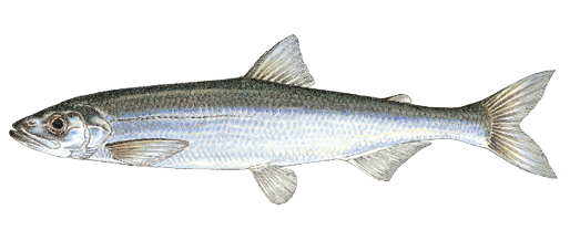 Illustration of a rainbow smelt, a small, silvery saltwater fish found in Massachusetts estuaries and coastal waters, known for its slender body and popularity as bait.