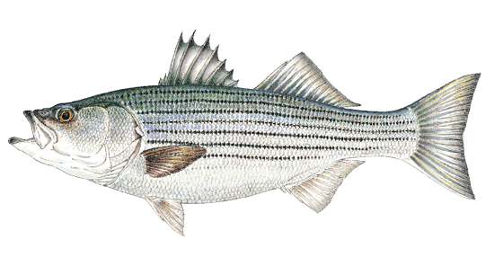 Illustration of a striped bass, a popular saltwater game fish in Massachusetts known for its dark horizontal stripes and strong fighting ability.