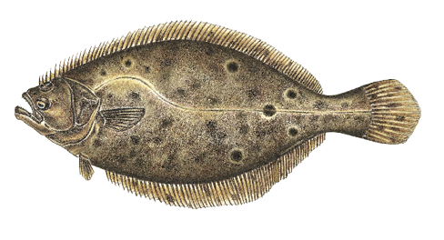 Illustration of a summer flounder, also known as fluke, a flatfish found in Massachusetts waters with both eyes on one side and distinctive dark spots on its body.