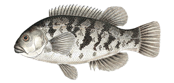 Illustration of a tautog, a stout-bodied saltwater fish found in Massachusetts, known for its mottled coloring, strong jaws, and preference for rocky habitats.