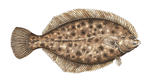 Illustration of a winter flounder, a flat, bottom-dwelling saltwater fish found in Massachusetts, known for its dark mottled coloring and both eyes on one side of its body.