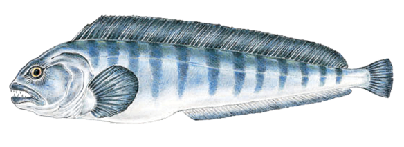 Illustration of an Atlantic wolffish, a cold-water bottom predator found off Massachusetts, identified by its elongated body, vertical bars, and sharp canine teeth.