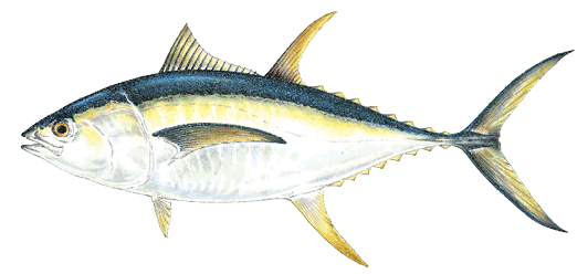 Illustration of a yellowfin tuna, a sleek saltwater game fish found in offshore Massachusetts waters, known for its bright yellow fins and streamlined body.