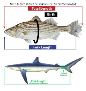 Illustration showing how to correctly measure a fish.