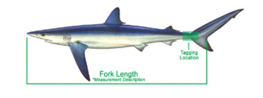 Shark Fork Length Measurement Diagram