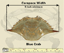 Diagram Showing How to Measure a Blue Crab 
