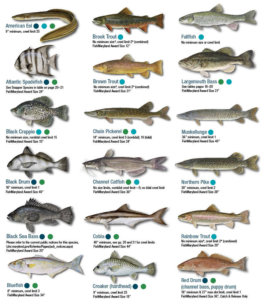 Fish Identification - Maryland Fishing