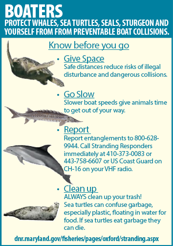 Information for Boaters on How to Protect Whales, Sea Turtles, Seals and Sturgeon