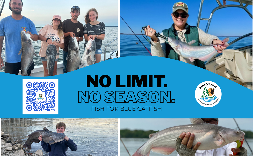 Collage of anglers holding blue catfish on boats and shore with text stating “No limit. No season. Fish for blue catfish” and Maryland Department of Natural Resources branding.