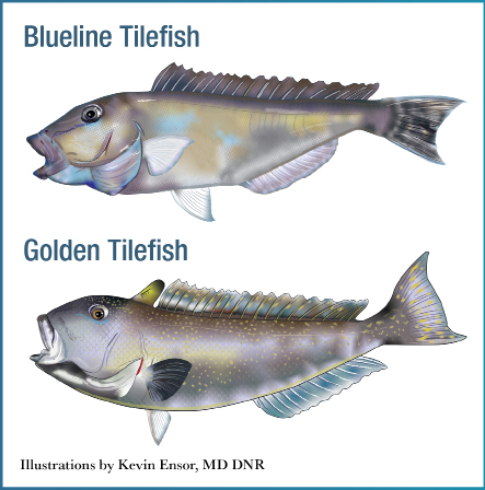 Illustrations comparing blueline tilefish and golden tilefish, showing key physical differences in color, body shape, and fin structure for species identification.