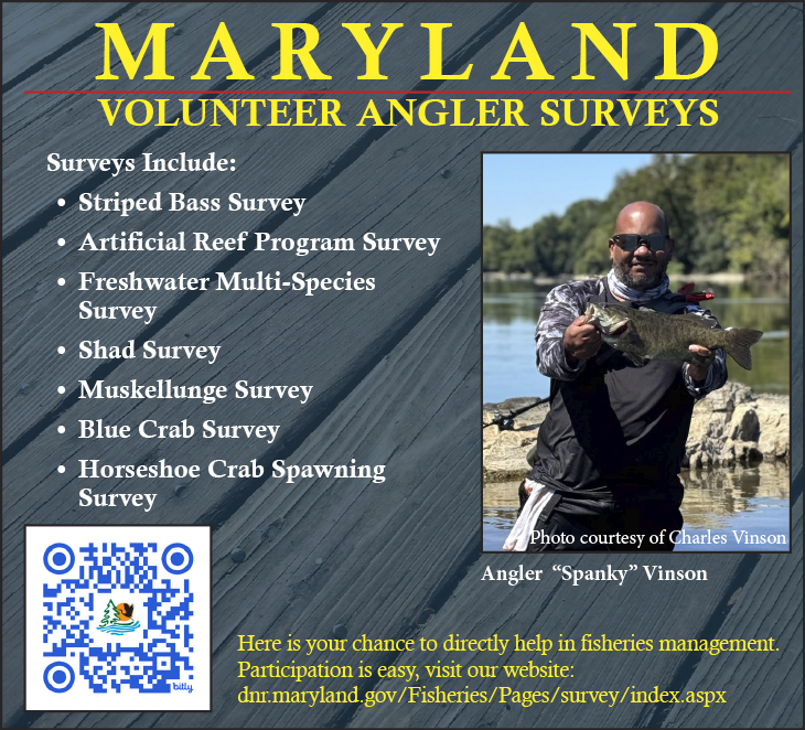 Maryland Volunteer Angler Surveys promotional graphic listing survey opportunities such as striped bass, shad, muskellunge, blue crab, and freshwater species, with a photo of an angler holding a bass and a QR code to participate.