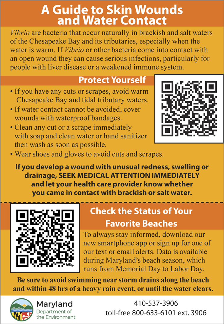 Maryland Department of the Environment public health graphic titled “A Guide to Skin Wounds and Water Contact,” explaining Vibrio bacteria risks, prevention tips, QR codes for beach status updates, and emergency contact information.