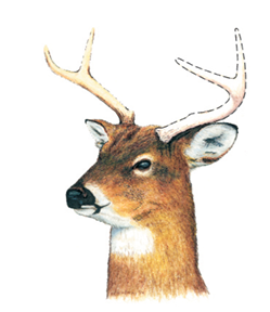 Illustration of a white-tailed deer buck with antlers, featuring a dotted outline to indicate antler point identification.