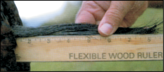 Close-up photograph showing a hunter measuring the beard of a wild turkey with a ruler. The image demonstrates the proper method for recording turkey beard length, an important measurement used to assess turkey maturity and document harvest information.