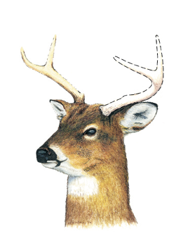 Illustration of a white-tailed deer buck showing one antler outlined with a dashed line to distinguish antler characteristics. The graphic is used to demonstrate deer identification and antler classification for hunting regulations and wildlife management.