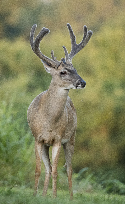 White-tailed Buck with antlers in velvet