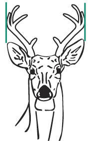 Diagram of how to measure antlers to estimate a minimum inside spread of 12 inches