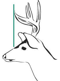 Diagram of how to measure antlers to estimate if one main beam is at least 15 inches long