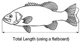 Diagram showing how to measure the total length of a fish using a flatboard