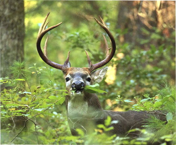 A deer with large antlers stands in a forest.

AI generated content