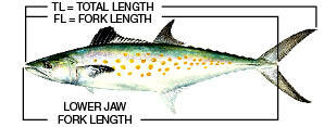 Illustration of where to correctly measure a fish.