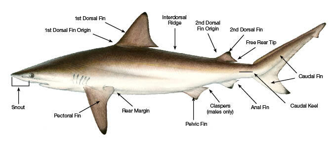 Illustration showing the anatomy of a shark.