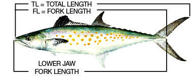 Illustration of where to correctly measure a fish.