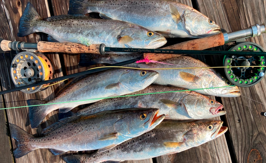 Freshly caught spotted seatrout lined up on a dock beside fly fishing rods in Mississippi, highlighting sport fishing success. Image courtesy of Roger Apperley.