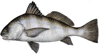 Illustration of a black drum fish with a high-arched back and dark vertical stripes, native to Mississippi's saltwater habitats.