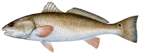 Illustration of a red drum fish showing distinctive black tail spot; used for identifying Mississippi saltwater species and fishing regulations.