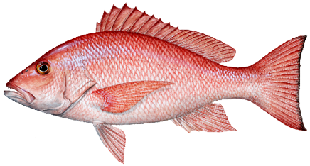 Illustration of a red snapper, a prized Gulf Coast saltwater fish known for its bright red color and popularity among recreational anglers.