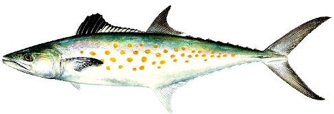 Illustration of a Spanish mackerel with a greenish back and yellow spots, a fast saltwater fish common in Mississippi coastal waters.