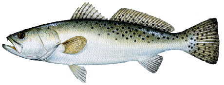Illustration of a spotted seatrout, a popular saltwater game fish with dark spots along its back, found in Mississippi coastal waters.