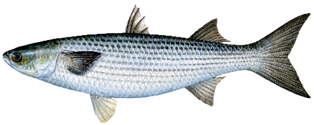Illustration of a striped mullet fish with silver scales and dark horizontal stripes, common in Mississippi’s inshore and estuarine waters.
