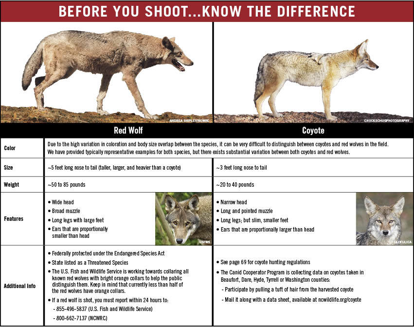 Chart showing the differences between a Red Wolf and Coyote.