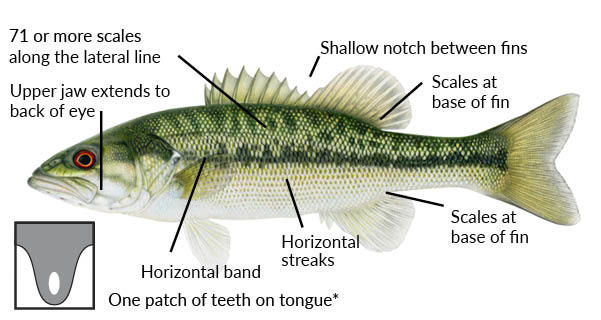 Alabama Bass (Invasive)