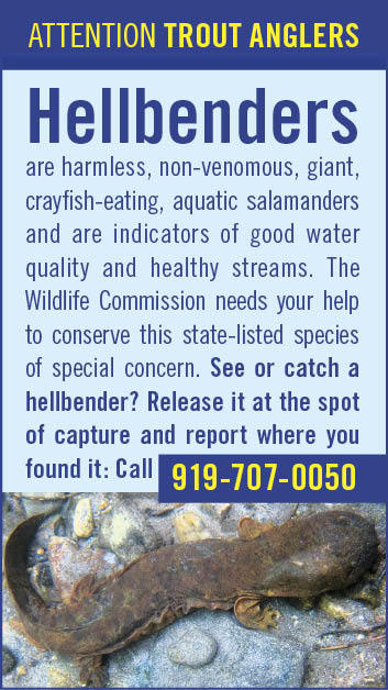 Report Hellbender sightings or captures. If captured, release it at the spot where you found it.