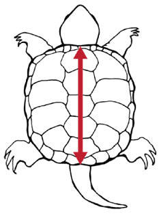 Measuring a Snapping Turtle Curved Carapace Length