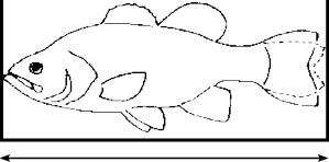Illustration showing how to correctly measure a game fish.