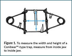 Width and height measurements of a Conibear-type trap.