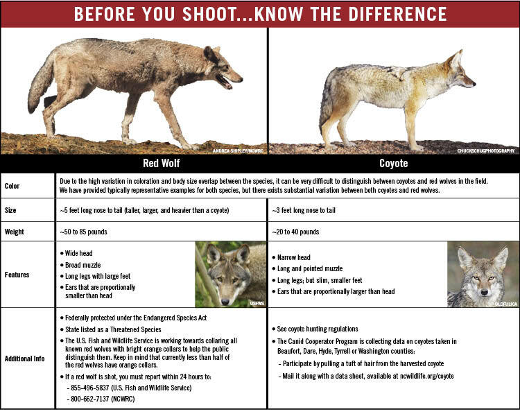 Identifying differences between a Red Wolf and Coyote.