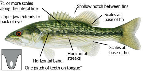 Alabama Bass (invasive)