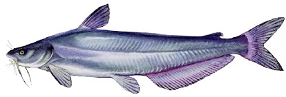 Blue Catfish (invasive east of continental divide)