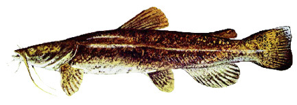 Flathead Catfish (invasive east of continental divide)
