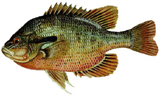 Redbreast Sunfish