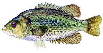 Roanoke Bass